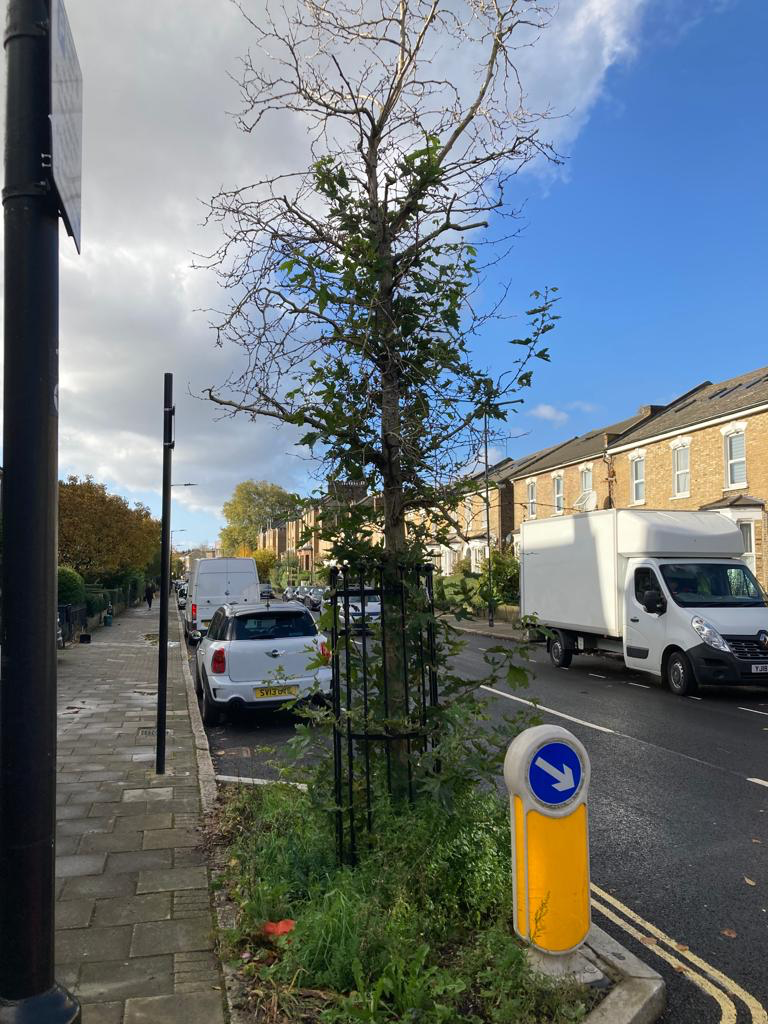 A tree on the side of a road
Description automatically generated