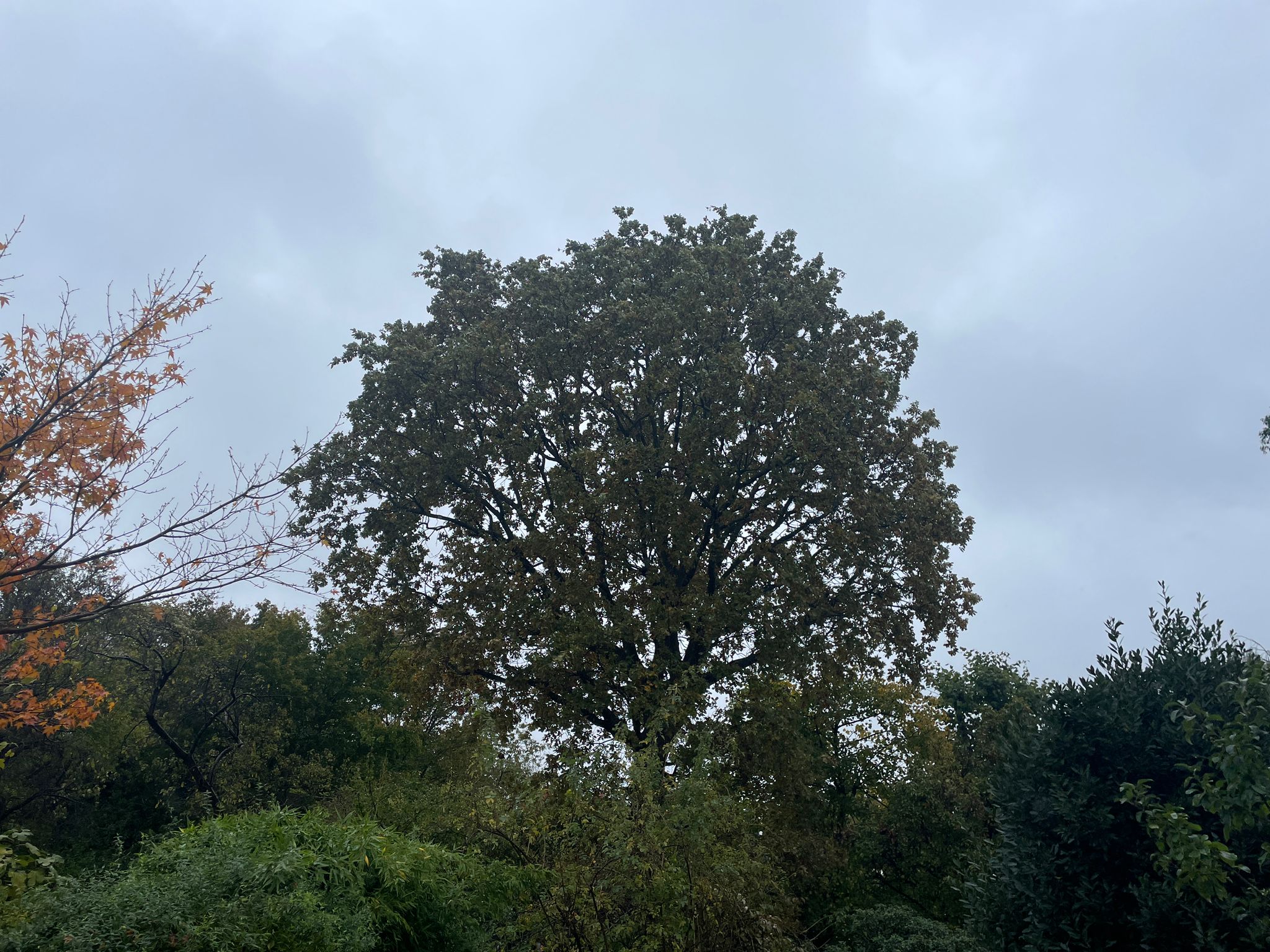 A tree with many leaves
Description automatically generated